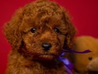 Irk Garantili Toy Poodle Yavruları