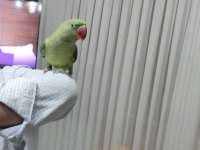 YARI EVCİL İSKENDER PAPAĞANI