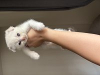 Scottish Fold Yavrular