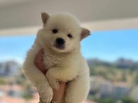 Sevimli suratlar maltipoo