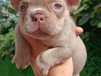 NEW SHADE İSABELLA AND TAN DİŞİ FRENCH BULLDOG YAVRUMUZ