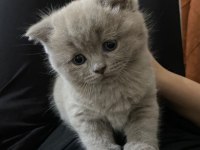 Dişi ve oyuncu ve insan canlısı scottish fold