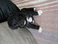 Orjinal Kısa Kuyruk Terrier Köpekler