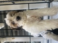0 saf morkie