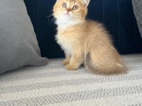 Efsane Kalitede Golden Ve Beyaz Kodlu Cins Kedilerim