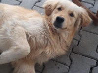 Anne baba küt burun erkek dişi golden yavrular mevcut