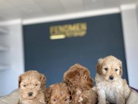 GERÇEK MALTİPOO YAVRULAR ANKARA MAĞAZAMIZDA GÖRÜN