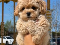 Korean Maltipoo Yavru
