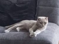 Scottish fold 8 aylık
