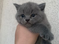 Safkan British Shorthair Yavrumuz