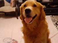 Zeka Küpü Çok Akıllı Golden Retriever