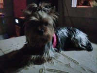 Tatlı uslu yorkshire terrier prenses