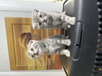 British shorthair yavru kediler