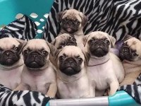 EV ORTAMINDAN PUG YAVRULARIMIZ