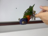 El besleme 2 aylık bebek lori papağanı