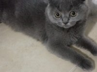 Gri Scottish Fold Kızımız