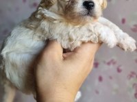 MİNİ BOY MALTİPOO BEBEKLER