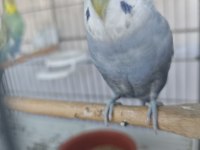 Muhabbet kuşu takım