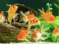 Oranda Japon Balığı