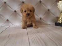 SON KALAN TOY POODLE KALİTESİNDE MALTİPOO YAVRUM