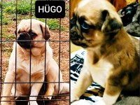 Yetişkin Ping ve Egzotik Pug Mops lar