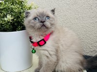Scottish Fold Bluepoint