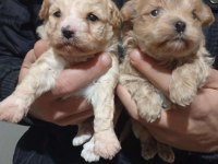 25 günlük rezerveye açık maltipoo yavrular
