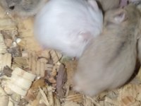 Hamster Gonzales ve Suriye