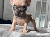Mavi gözlü french bulldog yavrularım