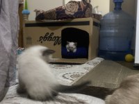 Tapınak bekçisi siyam kedisi bebekler
