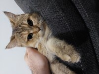 ESKİŞEHİR British shorthair silver shaded dişi