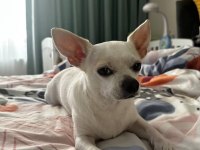 5 yaşında kısır erkek chihuahua