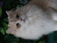 British Longhair Erkek 9 Aylık