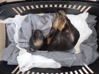 Doberman Dişi bebek İzmir