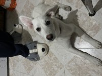 Rus Finosu Melez Köpeğim