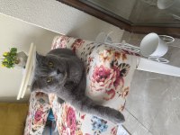 1 yaşında aşıları tam dişi british shorthair