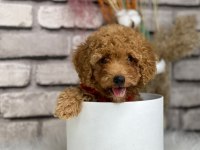 Tüy yumağı toy poodle yavrularım