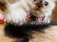 British longhair dişi 2 aylık