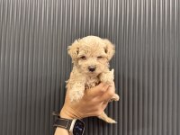 Evde büyüyen tuvalet eğitimli maltipoo yavrular