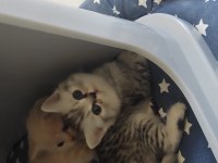 Scottish fold British yavru kedi. Konyaya temmuz 5 ine