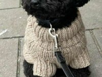 Siyah Nadir Renk Poodle
