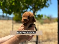 Orijinal Toy Poodle