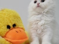 Oyuncu Uysal Bebek Chinchilla