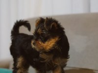 30 mart doğumlu yorkshire terrier kızlar