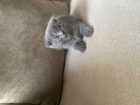 Gri Scottish Fold