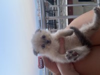 scottish fold blue point