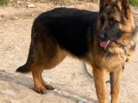 Şecereli Alman Çoban Köpeği
