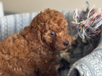Harika kalitede Toy Poodle bebekler
