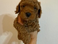 Anne Altından Safkan toy poodle yavrularım