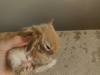 Mini Lop Tavşan Bebekler